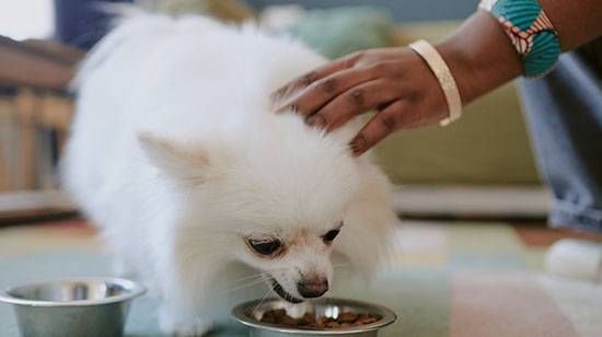 Best dog food for sensitive stomachs in Ireland
