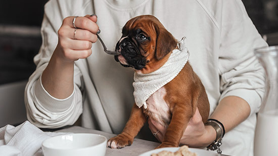 Selection of dog food bags available in Ireland