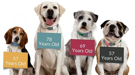 Older dog lying on grass in an Irish garden