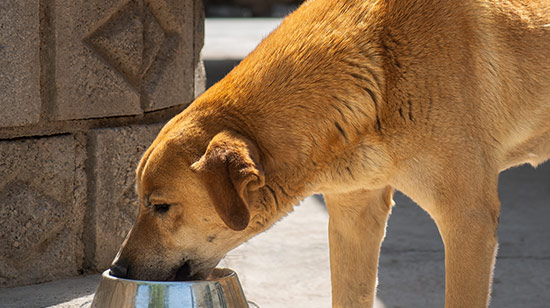 Raw meat and vegetables prepared for raw dog feeding
