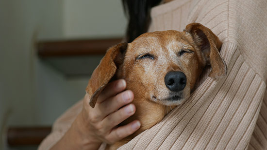 Calming treats and supplements for anxious dogs